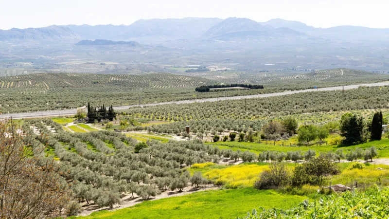 View over the olive groves to the mountains from the town walls in Baeza, Jaén, Andalucía