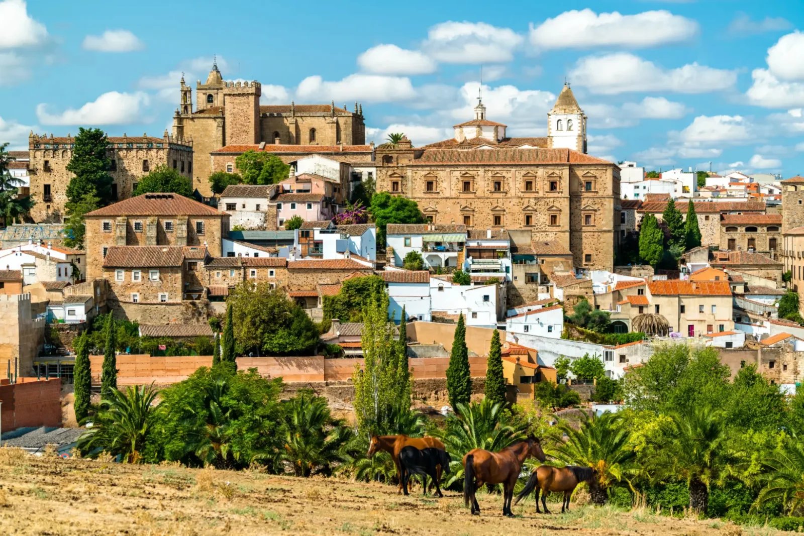The skyline of the old town of Cáceres, with its honey-coloured towers and rooftops and horses grazing in the foreground