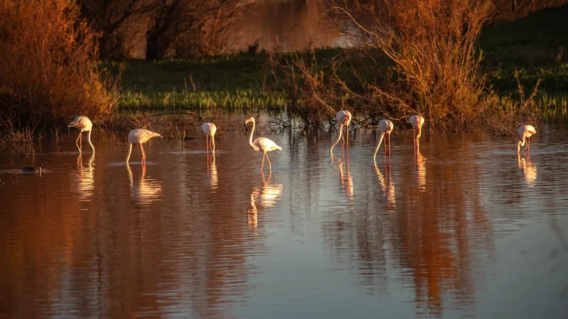 Flamingos wading in a lagoon at Doñana National Park, Andalucía, Spain
