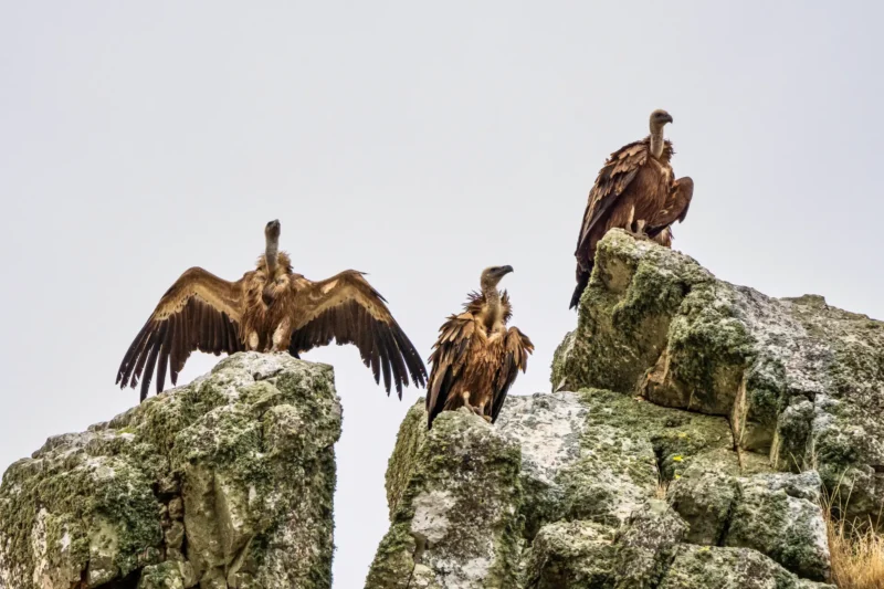 Three griffon vultures perched on a rocky crag in Monfragüe, one with its wings spread