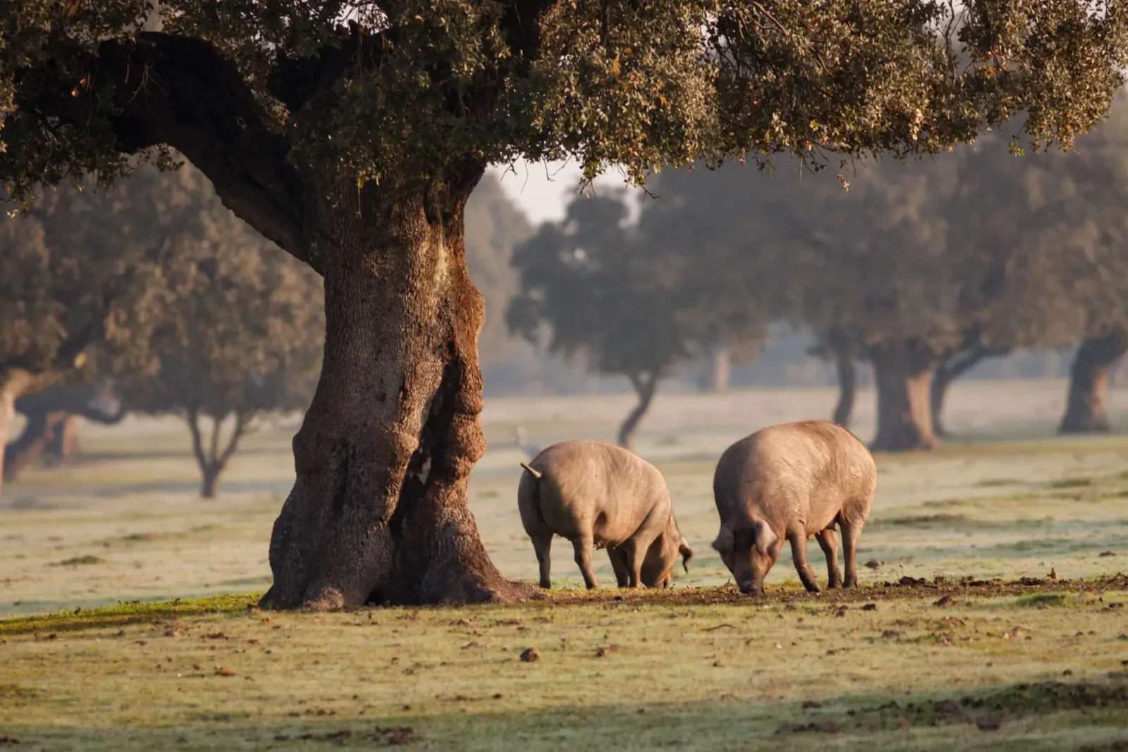 Two Iberian pigs foraging beneath a holm oak in the misty dehesa, the oak pastureland of Extremadura