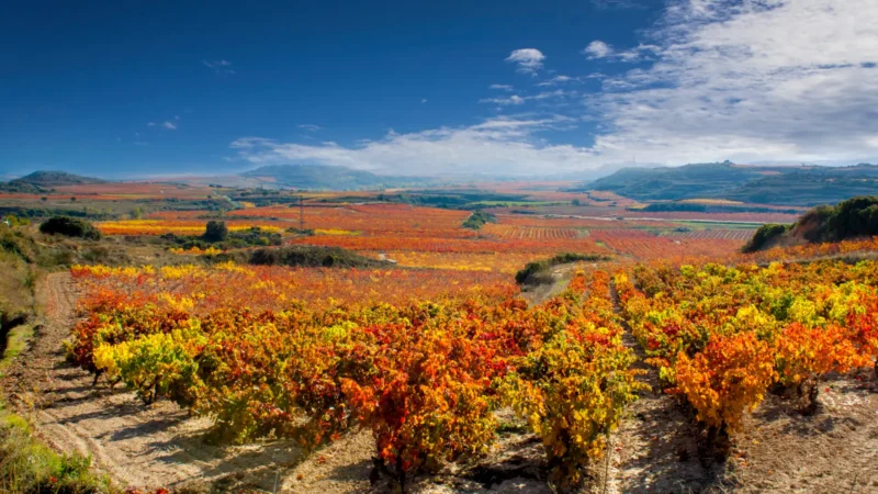 Autumn vineyards in La Rioja, Spain