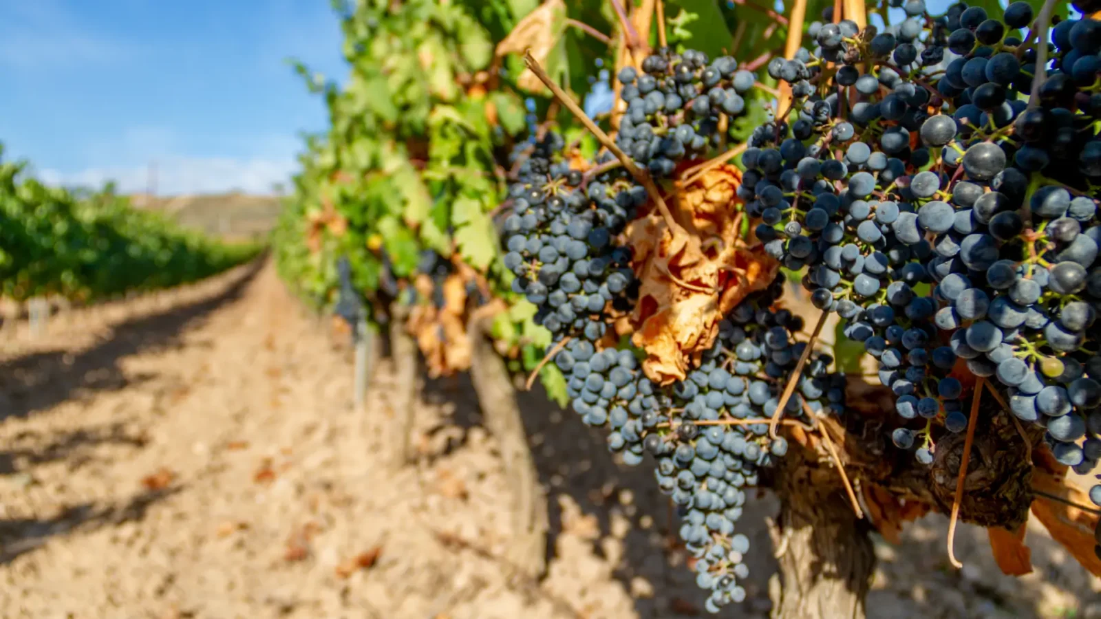 Ripe grapes on the vine in a Rioja vineyard near Logroño, La Rioja, Spain