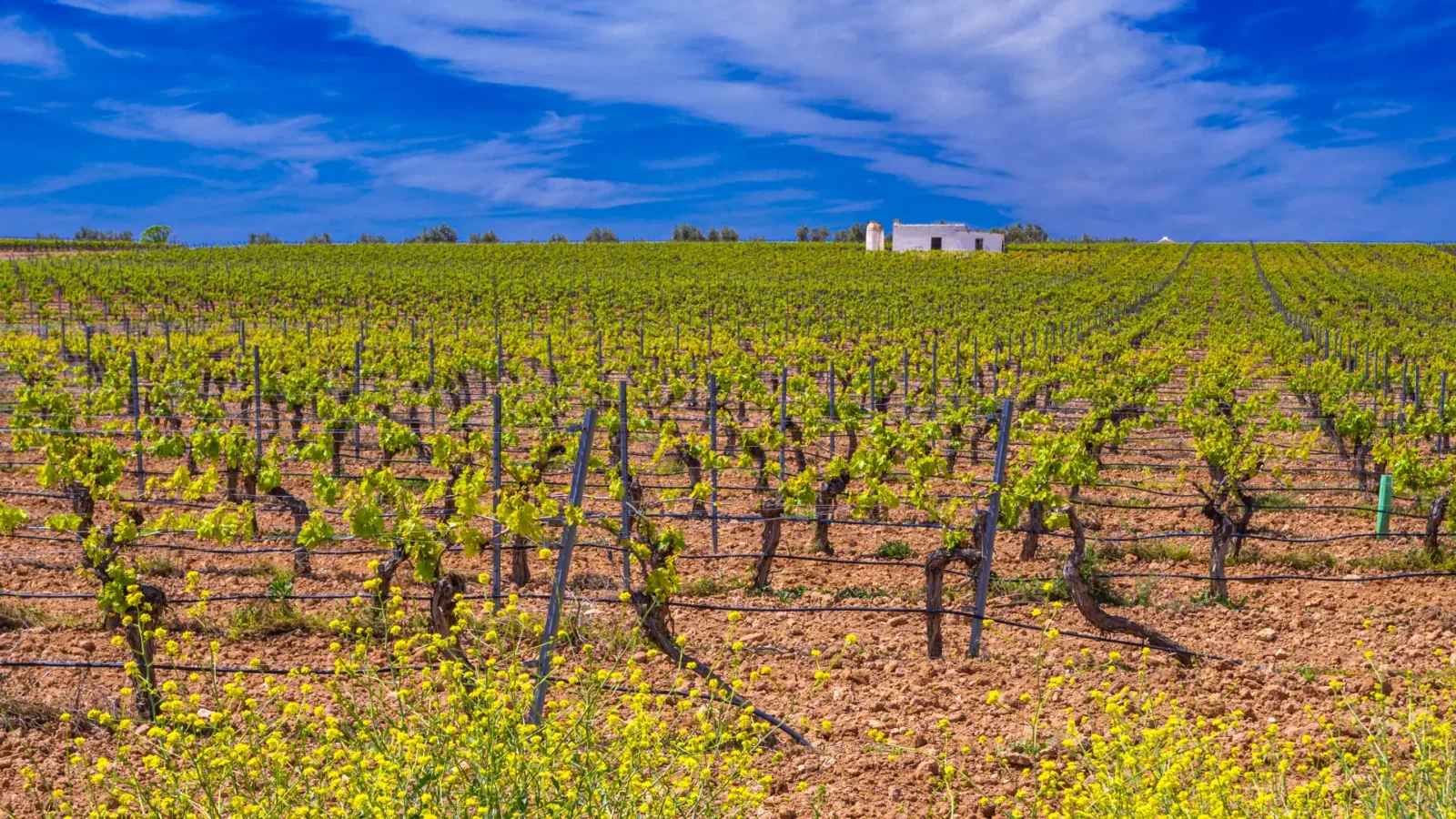 Vineyards near Valdepeñas on the plains of La Mancha, Castilla-La Mancha, Spain