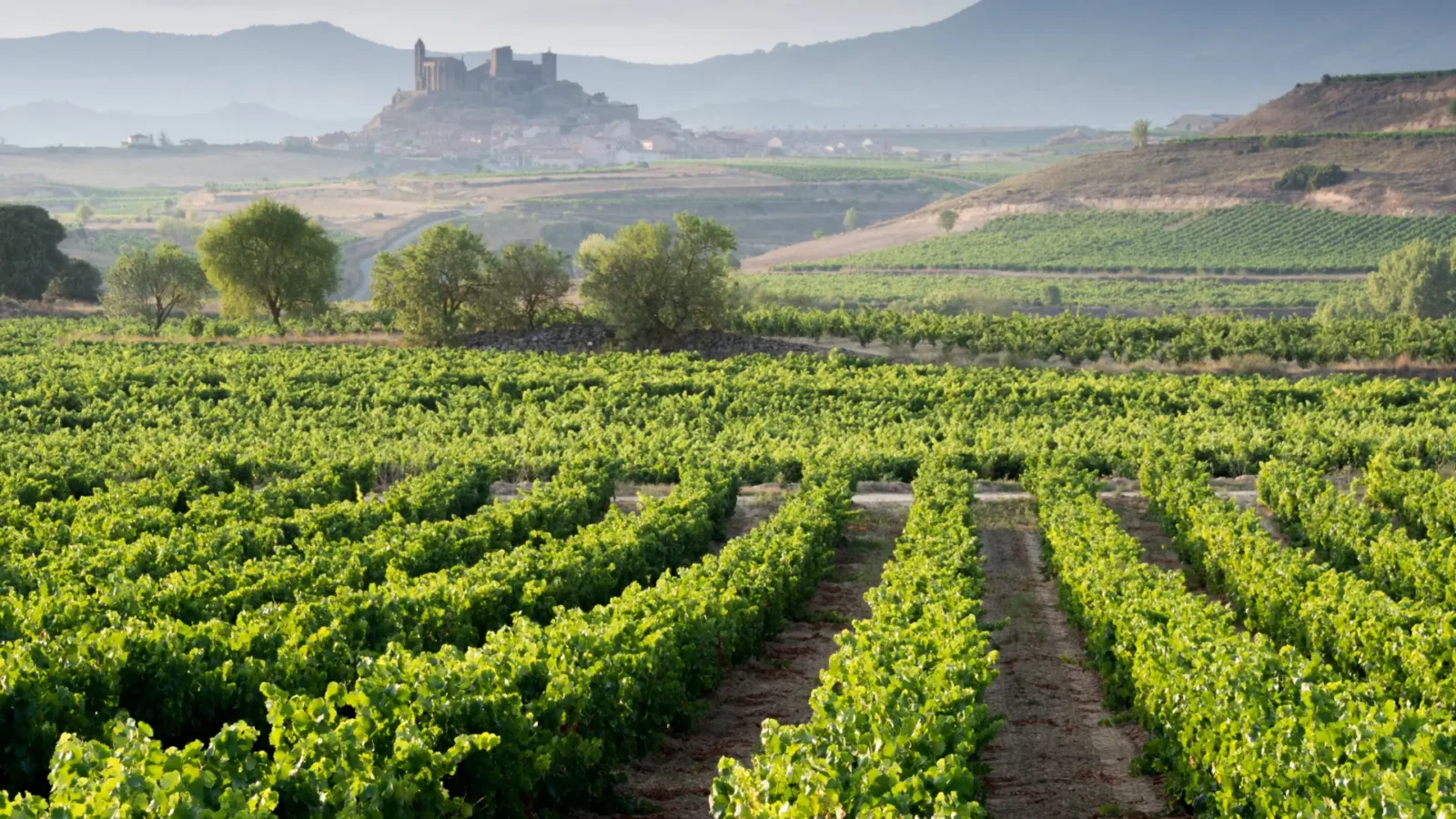 Vineyards around San Vicente de la Sonsierra, La Rioja, Spain