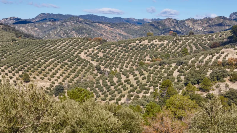 Rolling olive groves stretching to the mountains in Jaén province, Andalucía, Spain