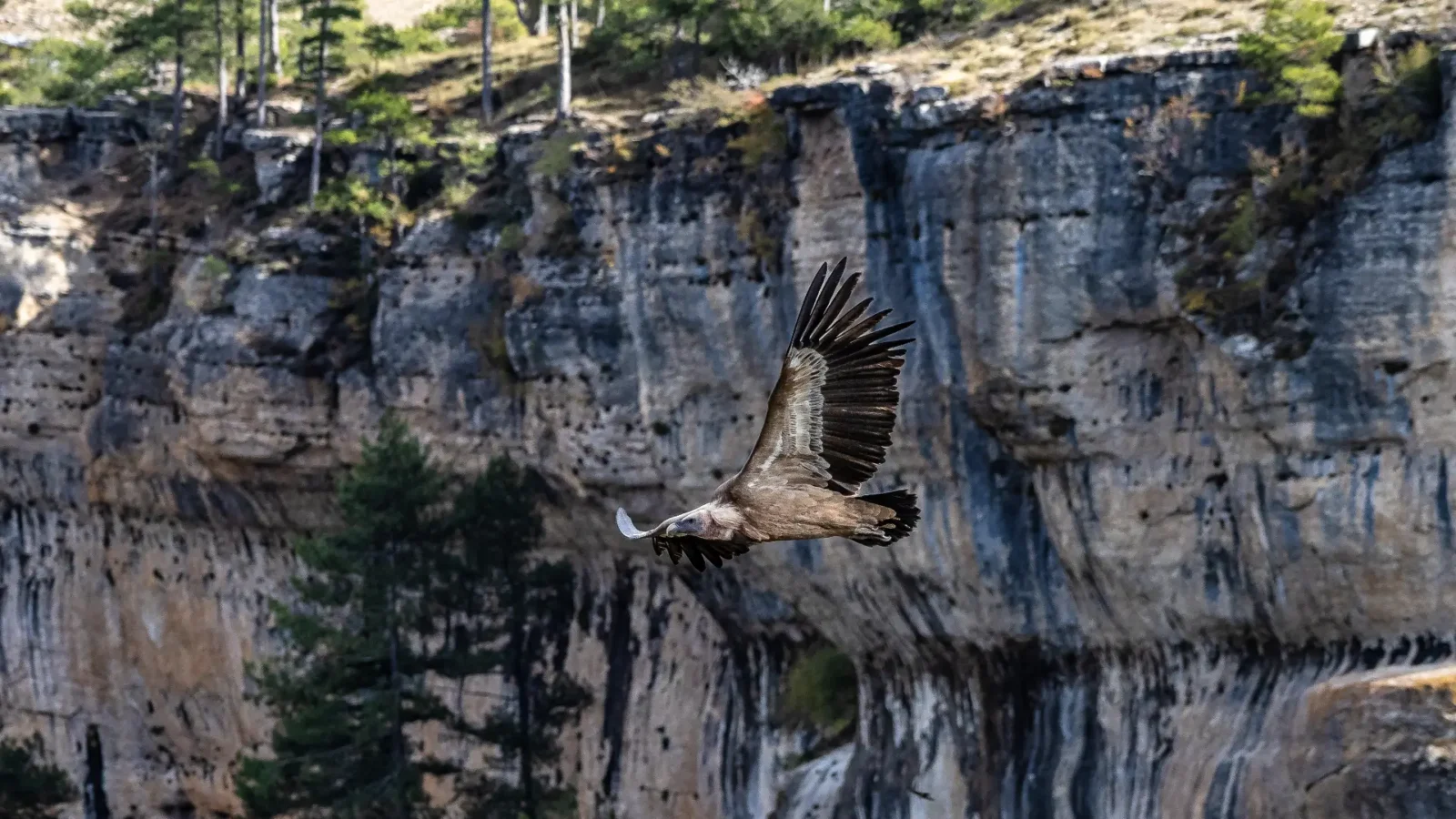 A griffon vulture along the cliffs of the Laguna de Uña, Castilla-La Mancha, Spain